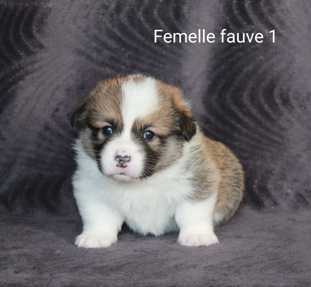 Femelle fauve 1