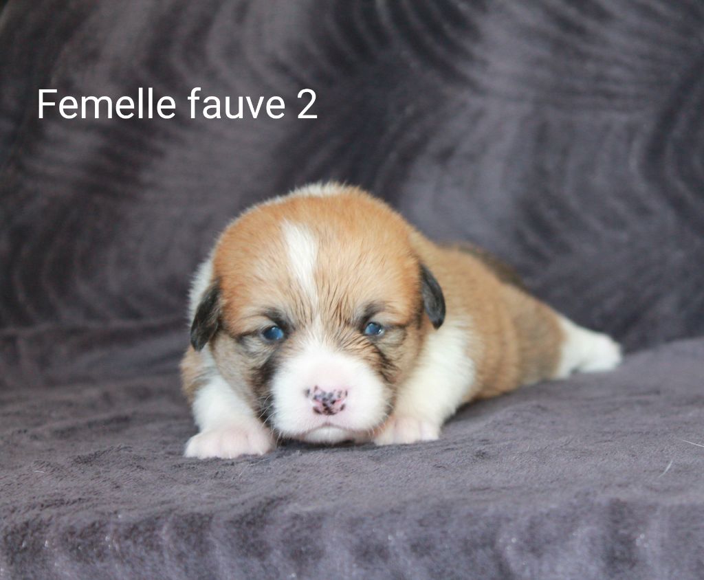 Femelle fauve 2