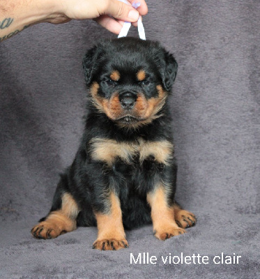 Les chiots de Rottweiler