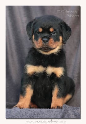 Les chiots de Rottweiler