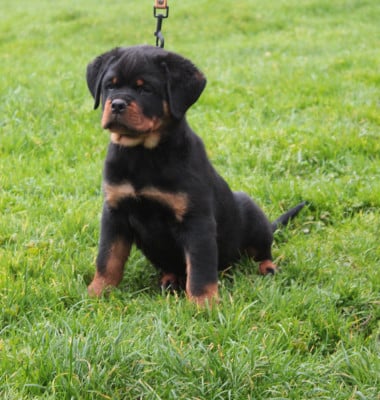 Les chiots de Rottweiler