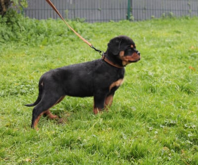 Mlle violette clair - Rottweiler