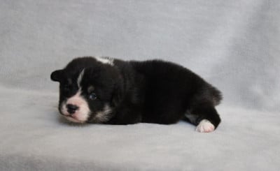Les chiots de Welsh Corgi Pembroke