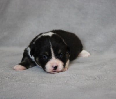 Les chiots de Welsh Corgi Pembroke