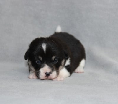 Les chiots de Welsh Corgi Pembroke