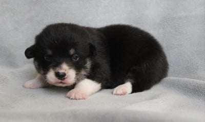 Les chiots de Welsh Corgi Pembroke