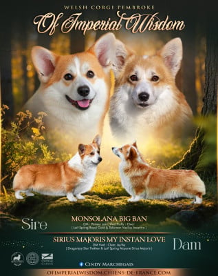 Les chiots de Welsh Corgi Pembroke