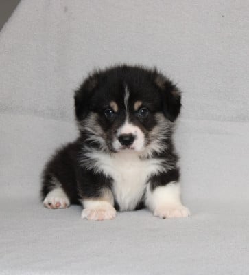 Les chiots de Welsh Corgi Pembroke
