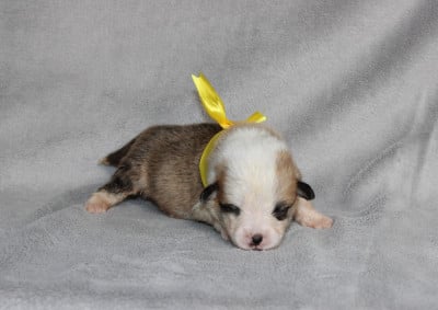 Mr Or - Welsh Corgi Pembroke