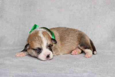 Mr Vert - Welsh Corgi Pembroke