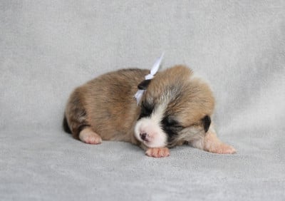 Mr Blanc - Welsh Corgi Pembroke
