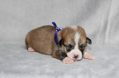 Mr Bleu - Welsh Corgi Pembroke