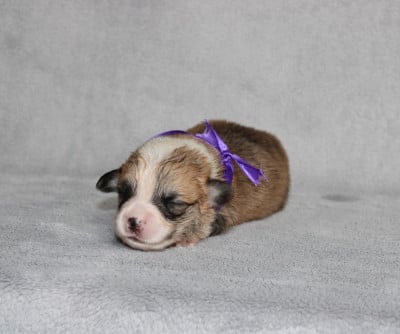 Mlle Violette - Welsh Corgi Pembroke