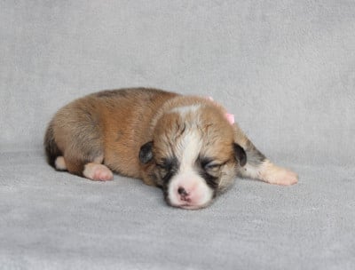 Mlle Rose clair - Welsh Corgi Pembroke