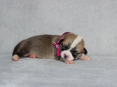 Mlle Rose foncé - Welsh Corgi Pembroke