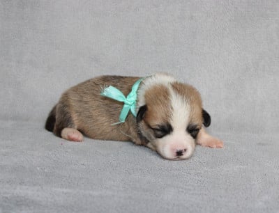 Mlle Turquoise - Welsh Corgi Pembroke
