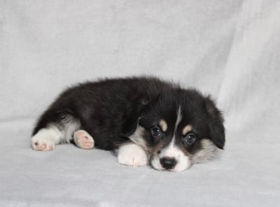 Les chiots de Welsh Corgi Pembroke