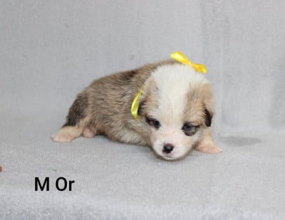 Les chiots de Welsh Corgi Pembroke