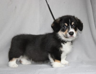 Les chiots de Welsh Corgi Pembroke