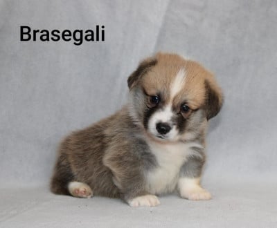 Les chiots de Welsh Corgi Pembroke