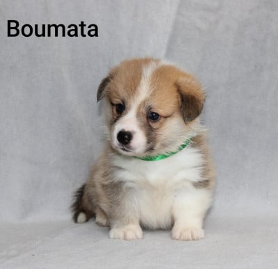Les chiots de Welsh Corgi Pembroke