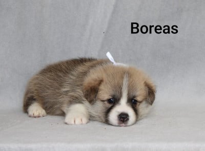 Les chiots de Welsh Corgi Pembroke