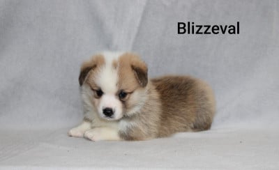 Les chiots de Welsh Corgi Pembroke