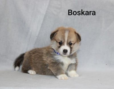 Les chiots de Welsh Corgi Pembroke