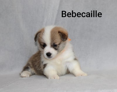 Les chiots de Welsh Corgi Pembroke