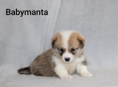 Les chiots de Welsh Corgi Pembroke