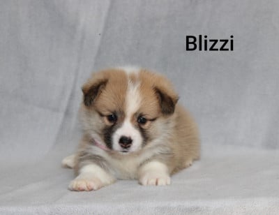 Les chiots de Welsh Corgi Pembroke