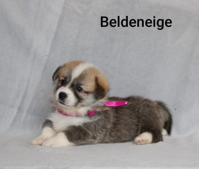 Les chiots de Welsh Corgi Pembroke
