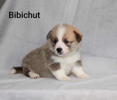 Les chiots de Welsh Corgi Pembroke