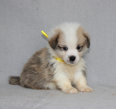 Les chiots de Welsh Corgi Pembroke