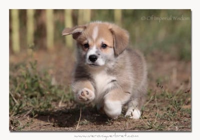 Les chiots de Welsh Corgi Pembroke
