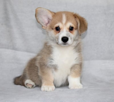 Les chiots de Welsh Corgi Pembroke