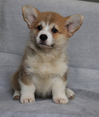 Les chiots de Welsh Corgi Pembroke