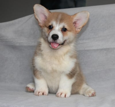 Les chiots de Welsh Corgi Pembroke