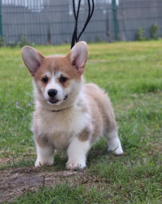 Les chiots de Welsh Corgi Pembroke