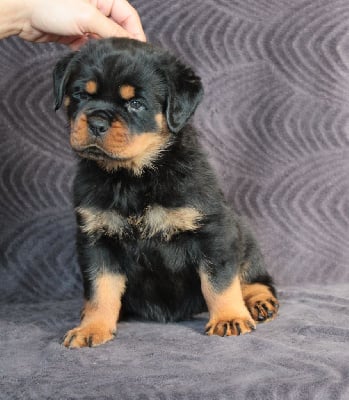 Les chiots de Rottweiler