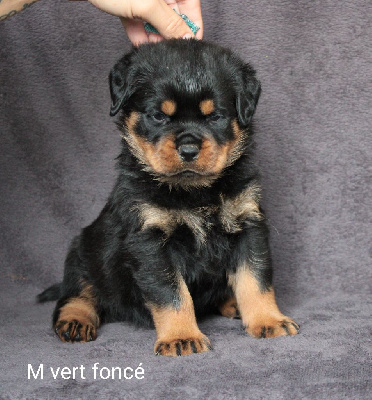 Les chiots de Rottweiler