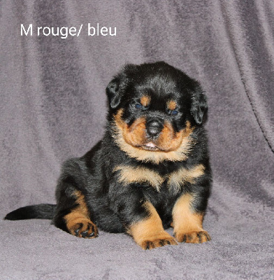 Les chiots de Rottweiler
