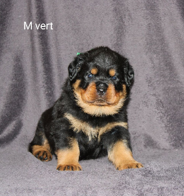 Les chiots de Rottweiler