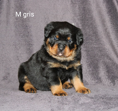 Les chiots de Rottweiler