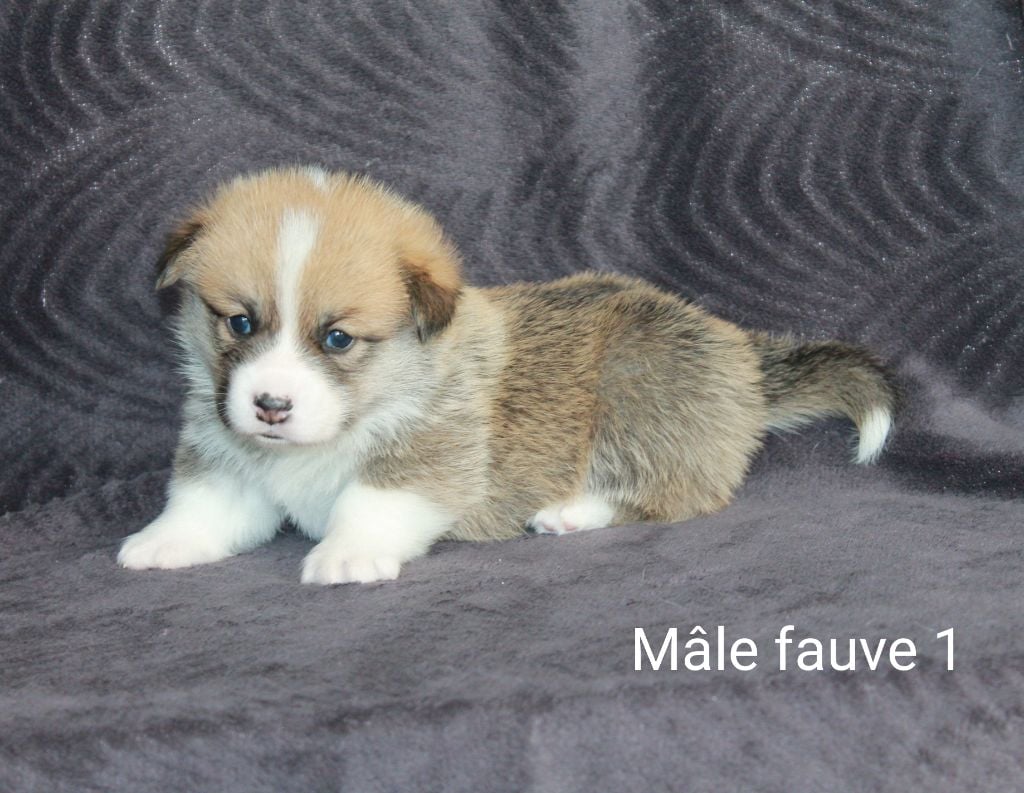 MALE FAUVE 1