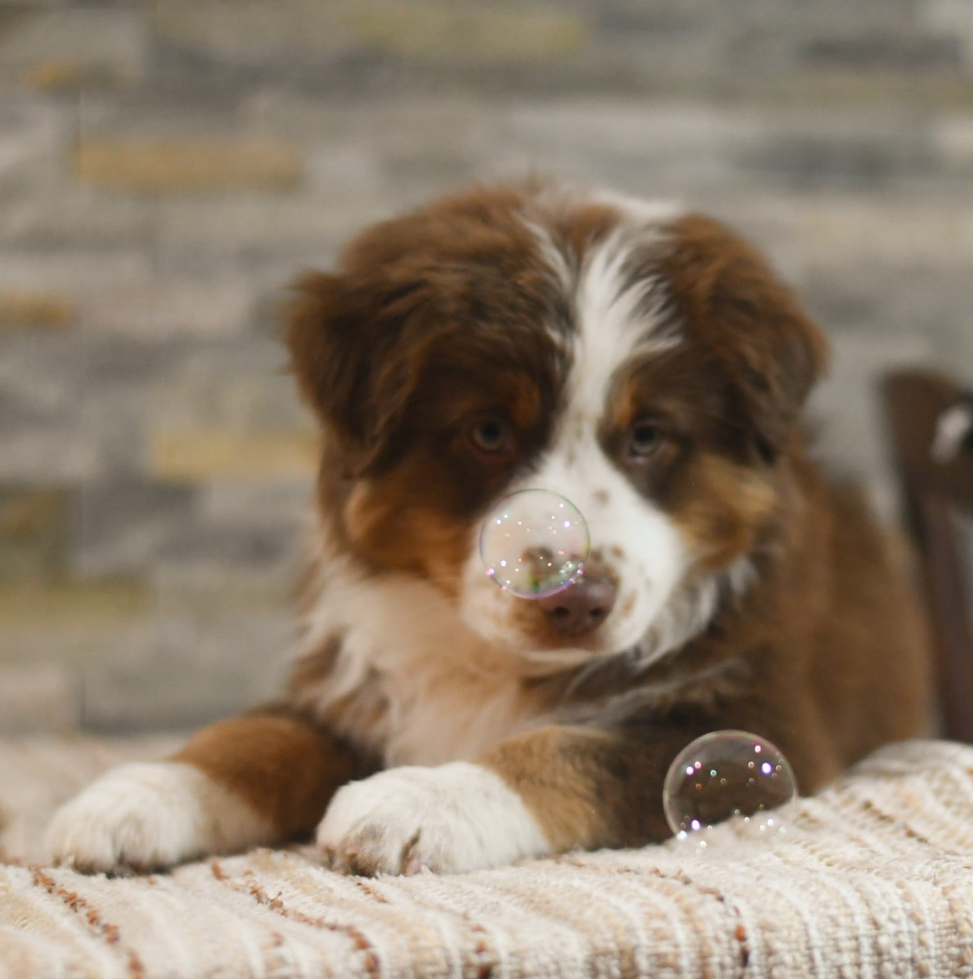 Berger Américain Miniature  - Des Quatre Vents Zen