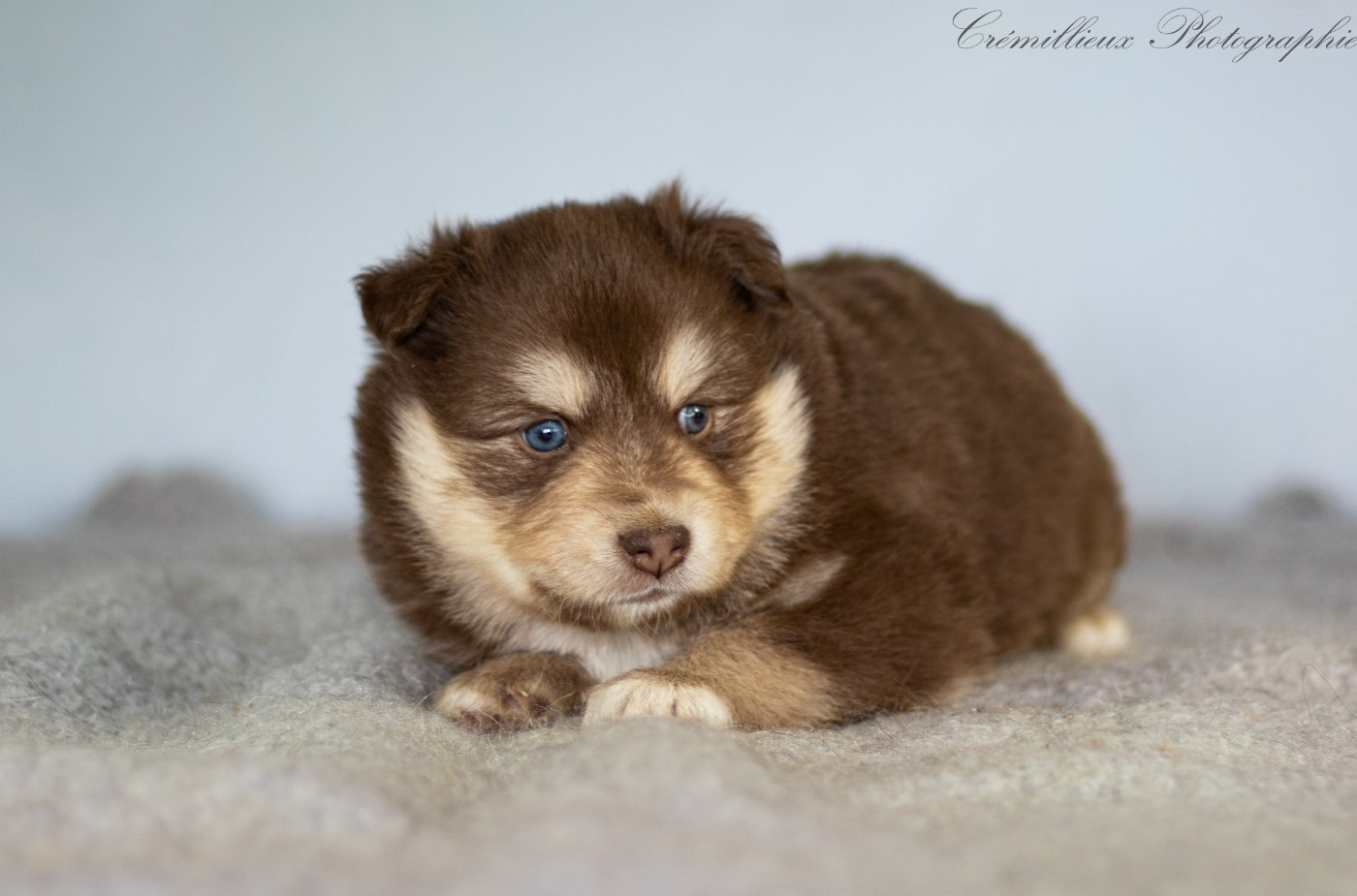 CHIOT 6