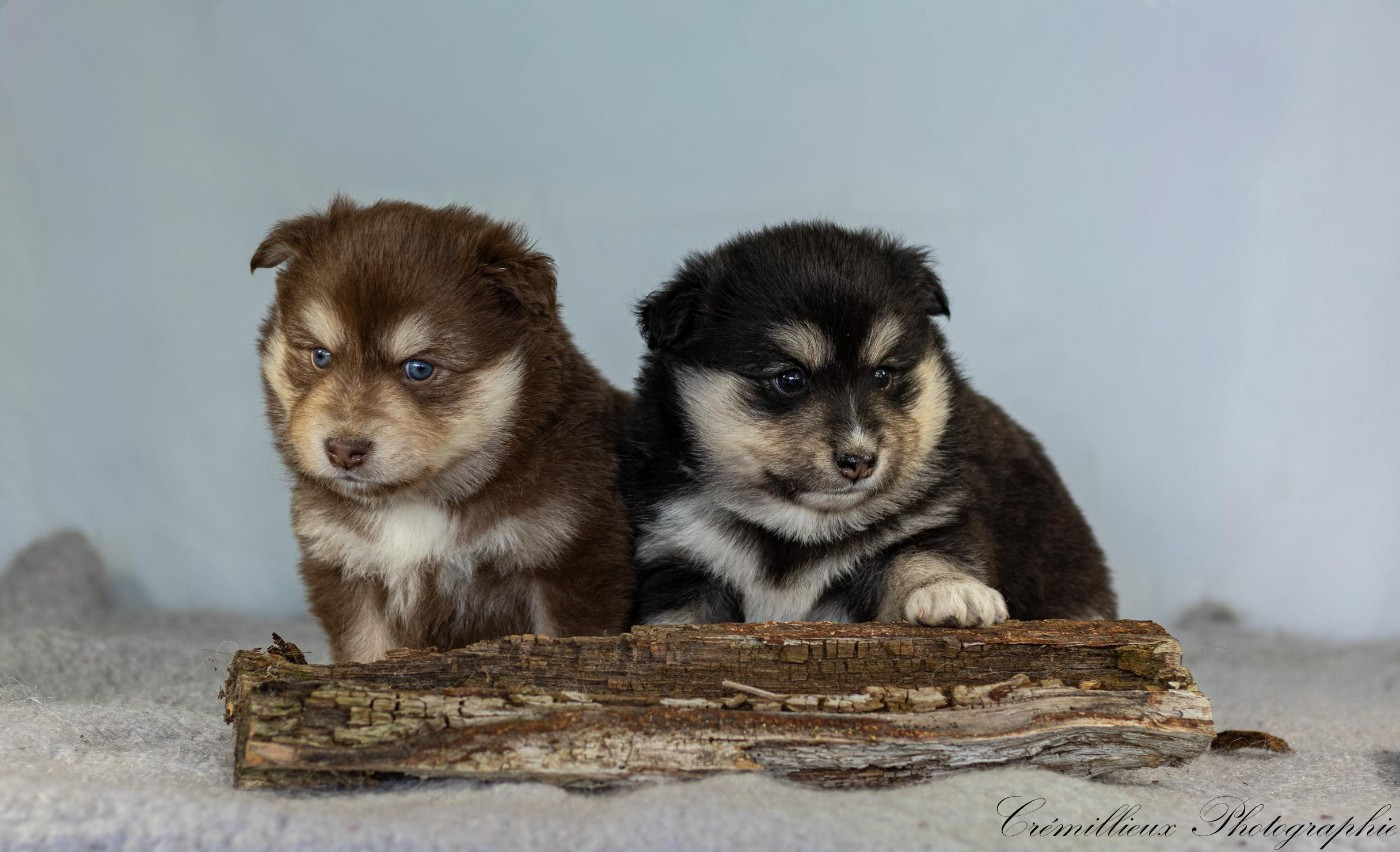 CHIOT 6