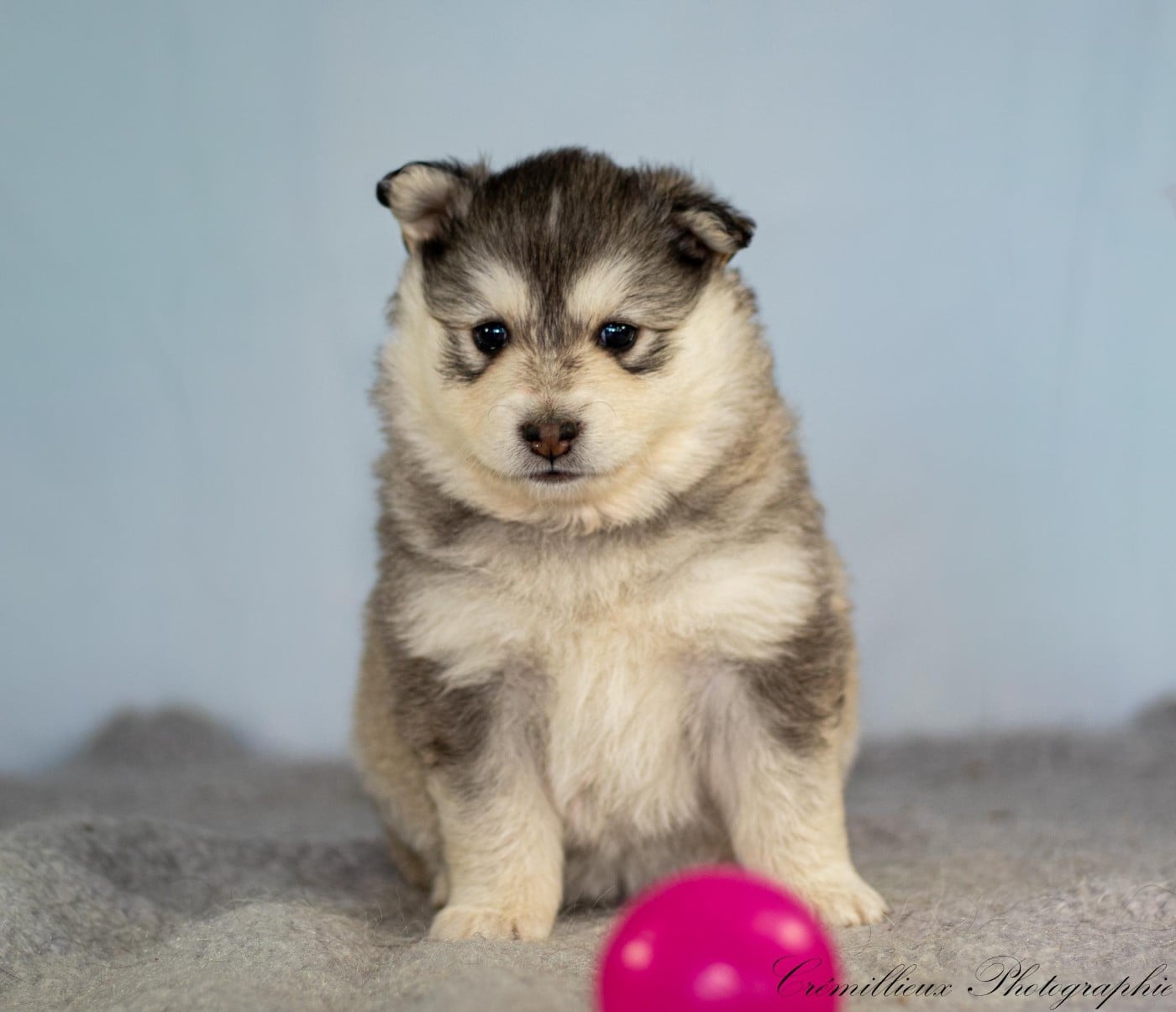 CHIOT 1