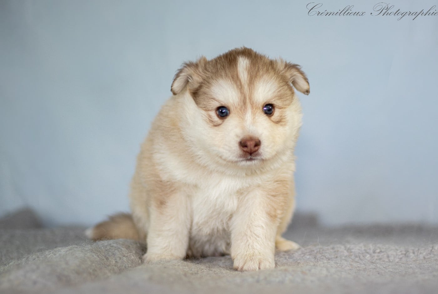 CHIOT 4